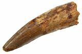 Fossil Spinosaurus Tooth - Real Dinosaur Tooth #330036-1